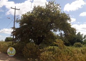 Projeto Caatinga | Informações gerais