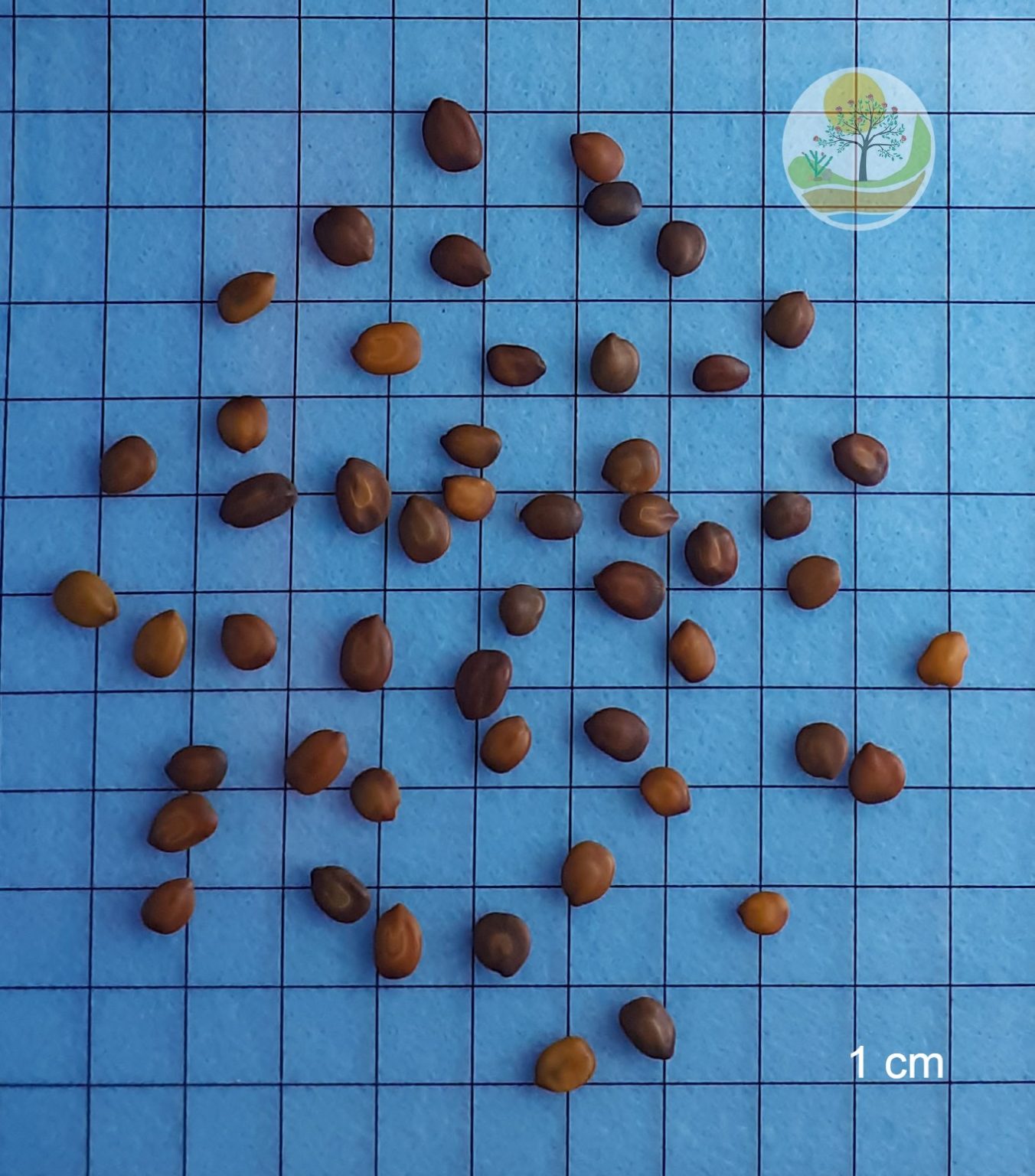 Projeto Caatinga | Jurema Branca: descrição botânica