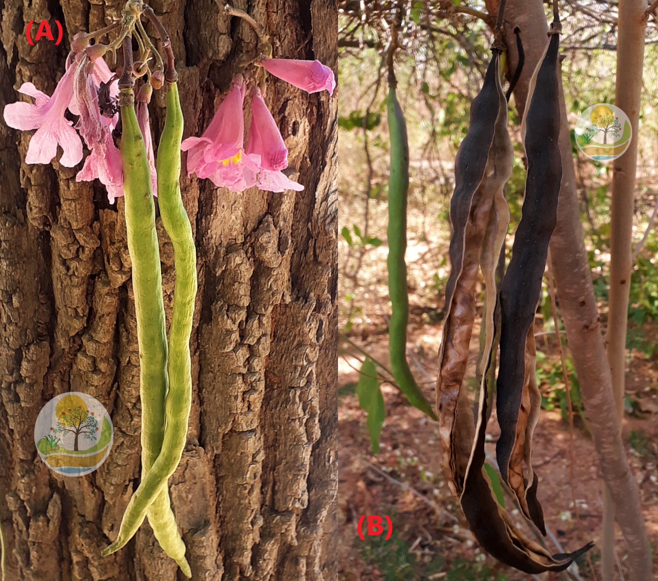 Projeto Caatinga | Ipê-Roxo: descrição botânica